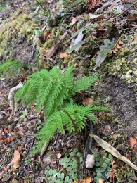 Pretty little ferns